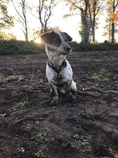 Welchen Hund hast du?-Beitrag-Bild