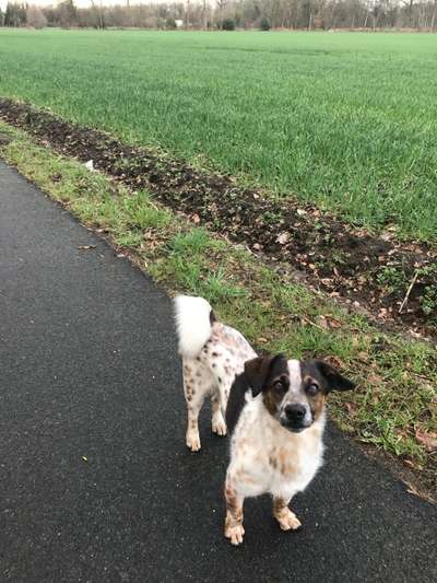 Hundetreffen-Gemütliche Runde-Bild