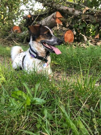 Mischlingshunde Foto Aufruf-Beitrag-Bild