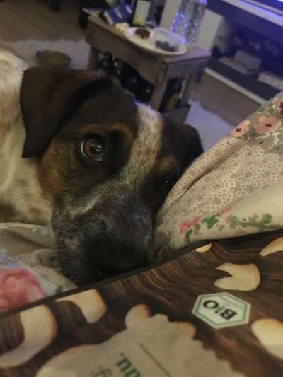 Dogorama Photo Challenge - Hundeblick zum hinschmelzen-Beitrag-Bild