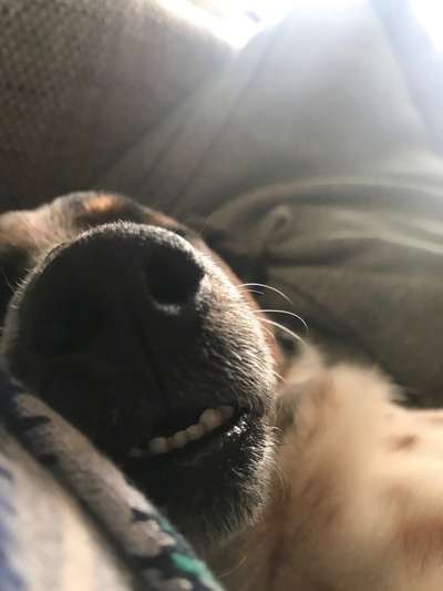 Zeigt mir die tollste Nahaufnahme von eurer Fellnase-Beitrag-Bild