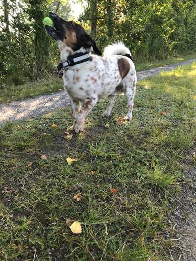 Mischlingshunde Foto Aufruf-Beitrag-Bild