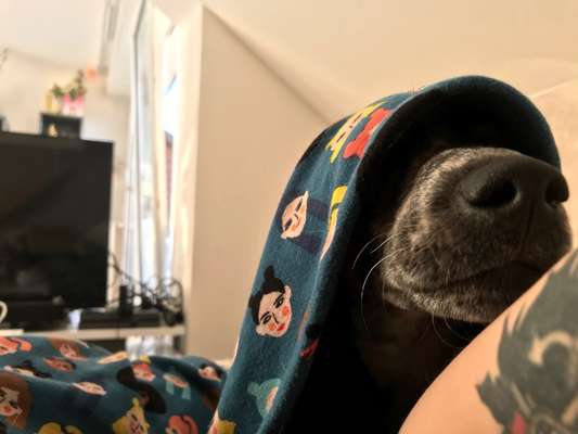 Mischlingshunde Foto Aufruf-Beitrag-Bild