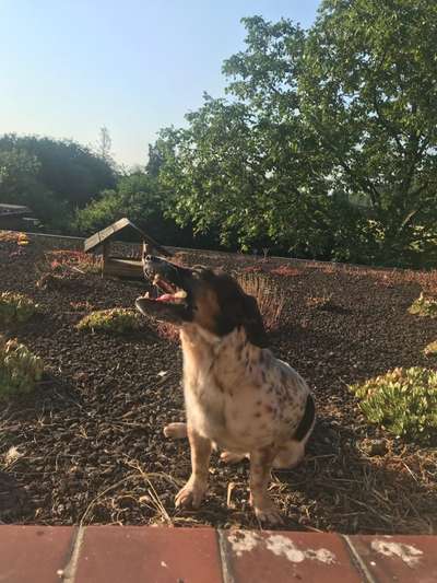 Fotosammlung: ,,Der natürliche Hund" Unbearbeitet, ungestellt und in Natura-Beitrag-Bild