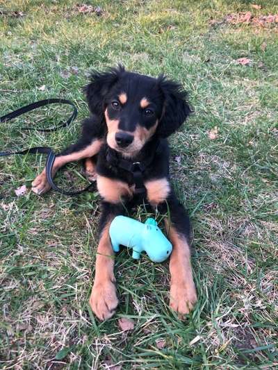 Hunde aus Griechenland-Beitrag-Bild