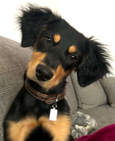 Auslandstierschutz-Beitrag-Bild