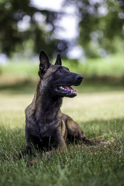 Deutsche Schäferhunde, Belgische Schäferhunde.-Beitrag-Bild