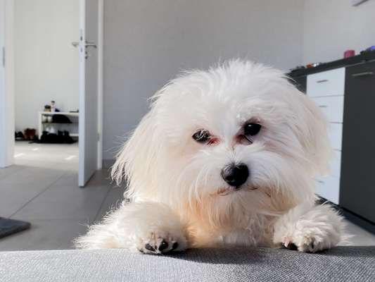 Hundetreffen-Spielkameraden gesucht 🙋🏼‍♀️-Bild