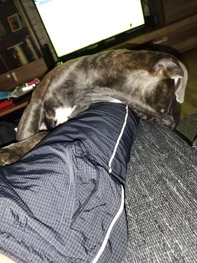 Dogorama Photo Challenge - Frühjahrsmüdigkeit-Beitrag-Bild