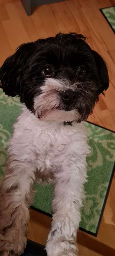 bolonka zwetna 😁-Beitrag-Bild