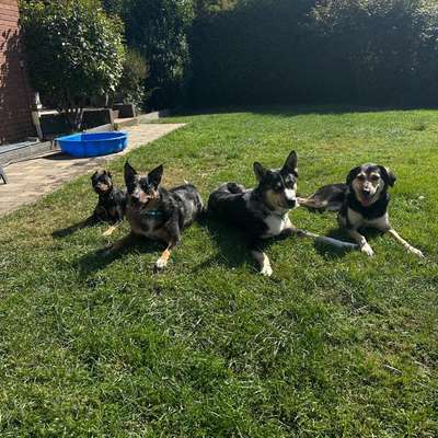 Hundetreffen-Gassirunde/Spieltreffen-Bild