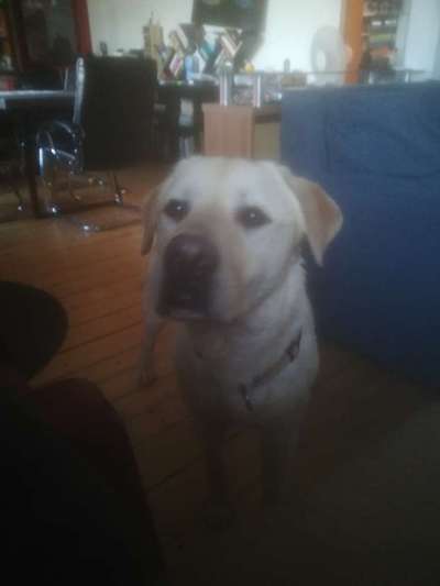 Auslandstierschutz-Beitrag-Bild