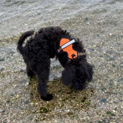 Hundetreffen-Welpen/Junghunde in Lingen zum Spielen gesucht-Bild