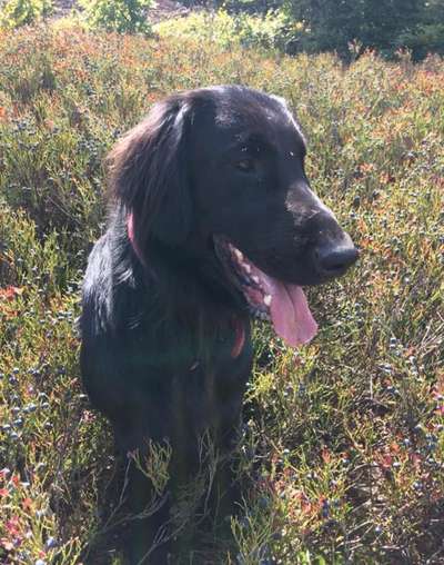 Flat Coated Retriever-Beitrag-Bild