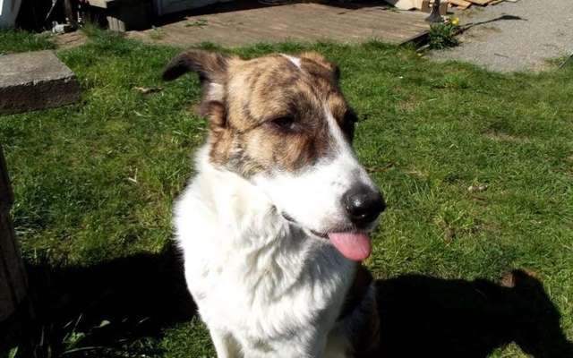 Welchen Hund hast du?-Beitrag-Bild