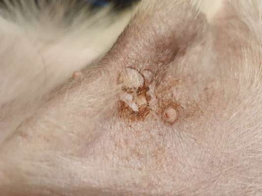 Ausschlag am Penis-Beitrag-Bild