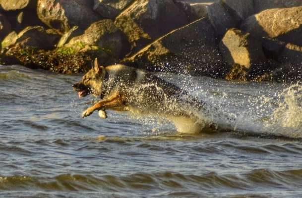 Chalange 3 Hund auf reisen!-Beitrag-Bild