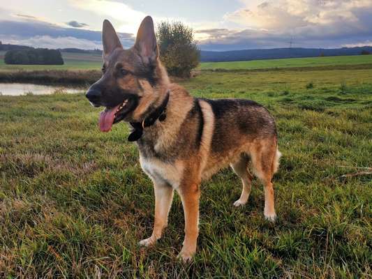 Schäferhund-Beitrag-Bild