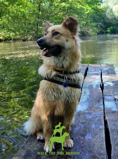 Foto's und Hundemodels-Beitrag-Bild