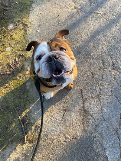 Challenge 23 : "  Euer Hund beim Frühlingserwachen "-Beitrag-Bild