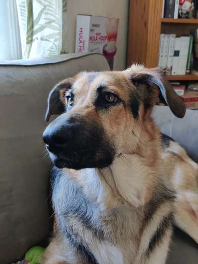 Schäferhund-Beitrag-Bild