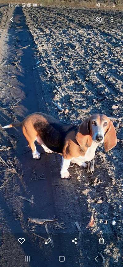 Reinrassige Hunde?-Beitrag-Bild