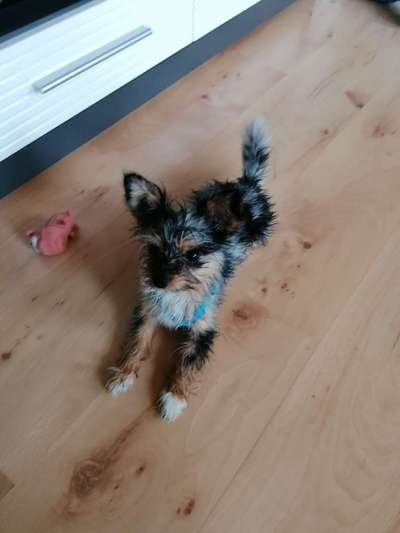 Hundetreffen-Freunde für Merlin gesucht-Bild