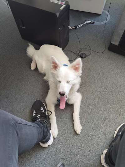 Tongue Out Tuesday-Beitrag-Bild