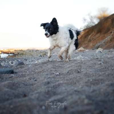 Hundetreffen-Hundefreunde kennenlernen-Bild