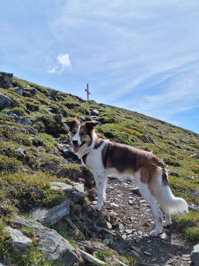 Die Dogorama Wochen Challenge: “Dein Hund im Urlaub”-Beitrag-Bild