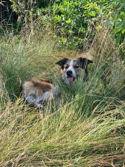 Die Dogorama-Wochen-Challenge "Die schönste Grimasse"-Beitrag-Bild