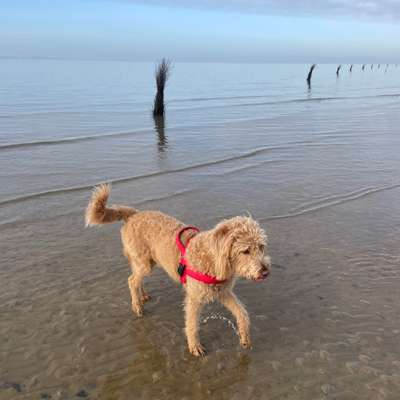 Hundetreffen-Treffen zum Toben-Bild