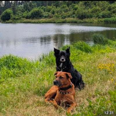 Hundetreffen-Gassi runde in Chemnitz (zeisigwald,küchwald,Stadtpark)-Bild