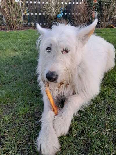 Hundetreffen-Gassirunde zum kennenlernen-Bild