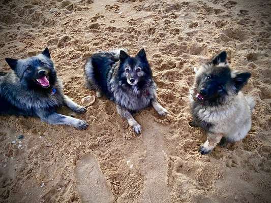 Hier dreht sich alles um den Wolfsspitz-Beitrag-Bild