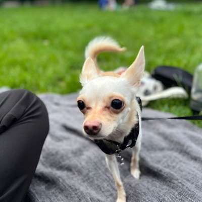 Hundetreffen-Hund beaufsichtigen-Bild