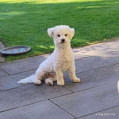 Hundetreffen-Spielrunde-Profilbild