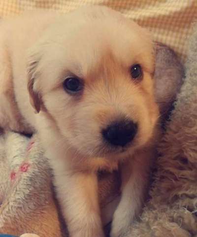 Welpen Bilder !-Beitrag-Bild