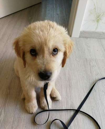 Welpen Bilder !-Beitrag-Bild