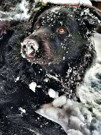 24. Collage-Challenge  *Hund im Schnee*-Beitrag-Bild