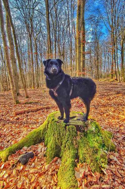 31. Collagen Challenge - Bänke/ Steine /Baumstümpfe-Beitrag-Bild