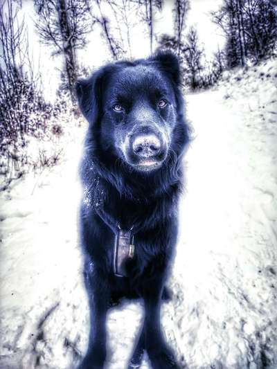 24. Collage-Challenge  *Hund im Schnee*-Beitrag-Bild