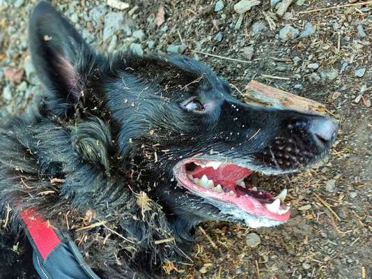 Fotosammlung: ,,Der natürliche Hund" Unbearbeitet, ungestellt und in Natura-Beitrag-Bild