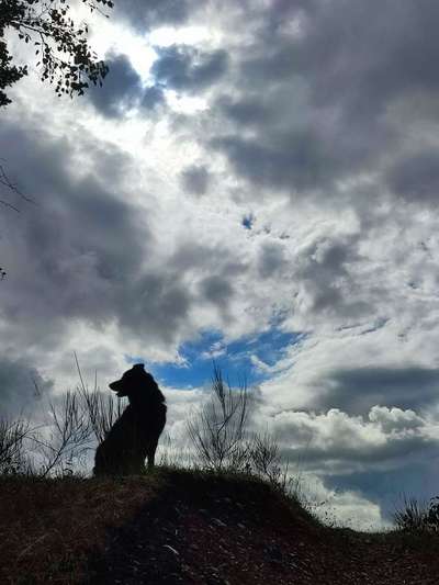 55.Fotocollagen  Challenge  4 Jahreszeiten-Beitrag-Bild