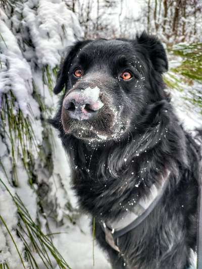 24. Collage-Challenge  *Hund im Schnee*-Beitrag-Bild