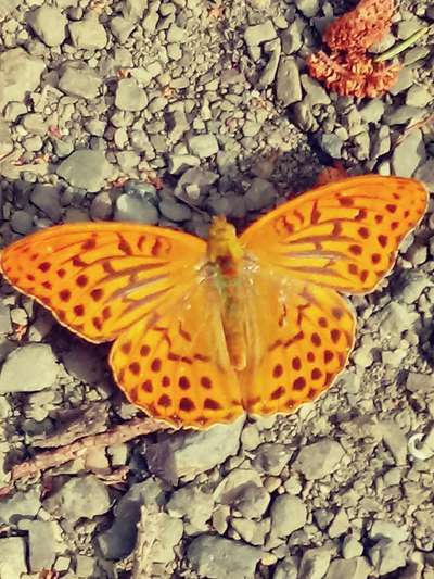 Die wunderschöne Welt mit Hund.-Beitrag-Bild