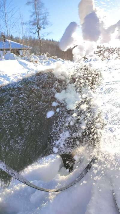 Dogorama Photo Challenge - Fail/Outtakes-Beitrag-Bild