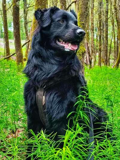 Foto -Challenge  Thema : Dein Hund Im Wald-Beitrag-Bild