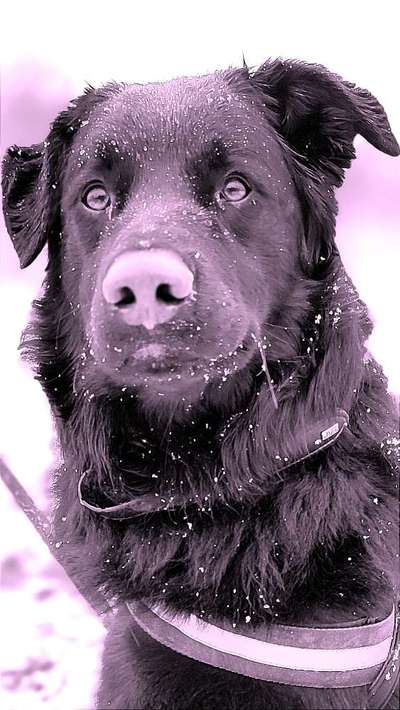 Dogorama Photo Challenge - Portrait-Beitrag-Bild