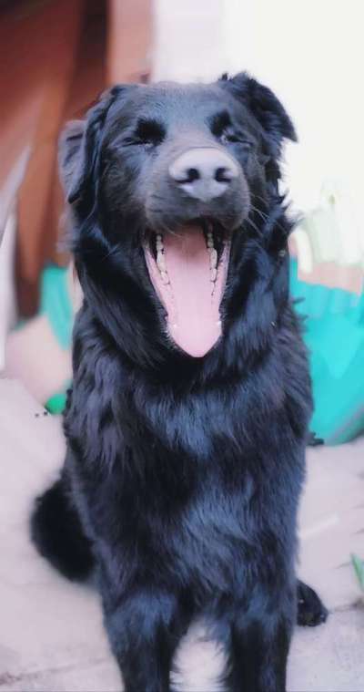 Dogorama Photo Challenge - Dein Hund beim Gähnen-Beitrag-Bild